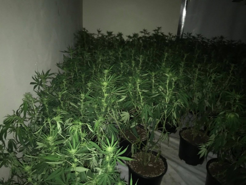 Other image for Cannabis worth half a million is seized from former town centre bar